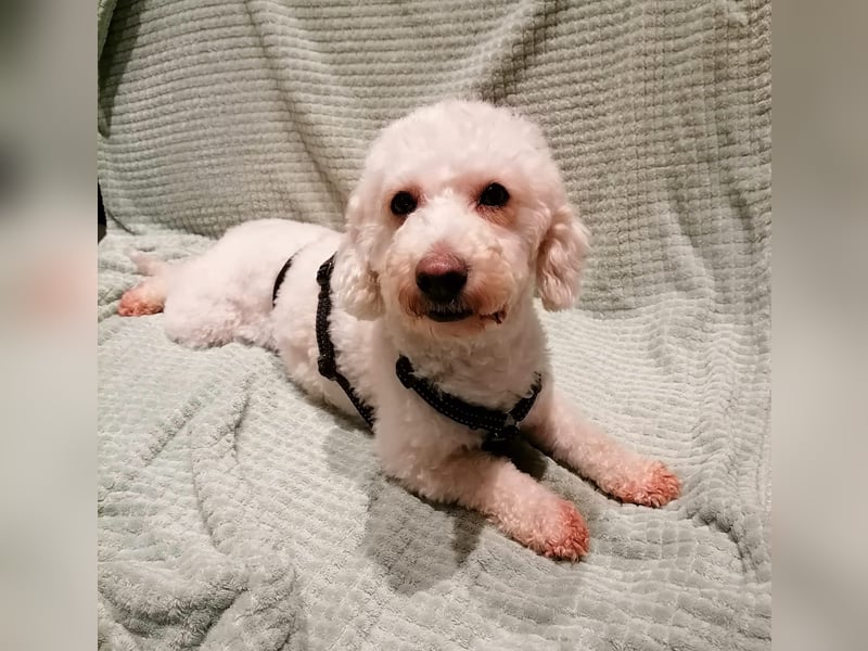 Cora, liebes KleinPudelmixmädchen geb. 2021