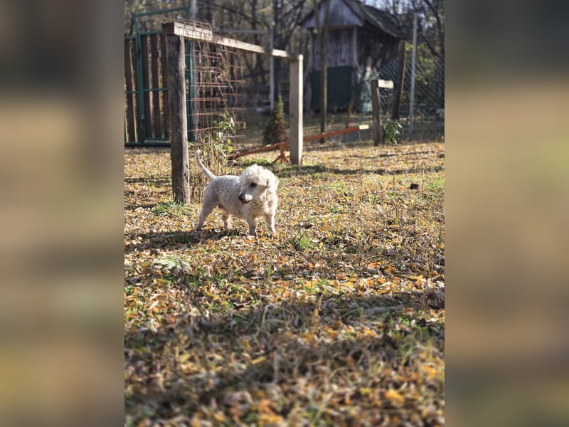 Cora, liebes, aktives Pudelmixmädchen geb. 2021