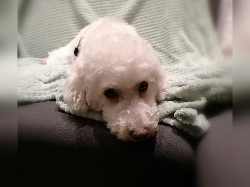 Cora, liebes KleinPudelmixmädchen geb. 2021