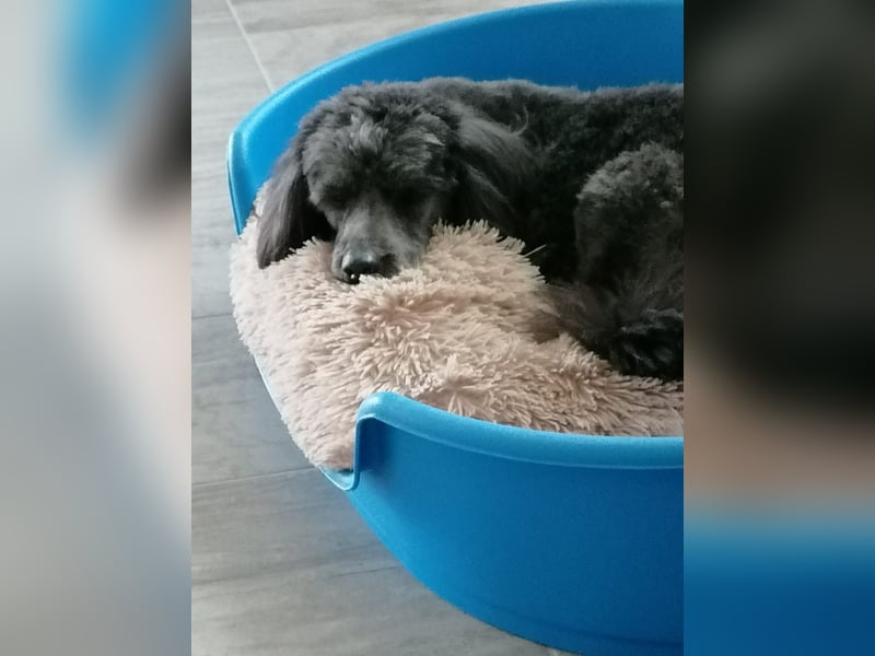 Maxie, super lieber Pudelmix geb. 2021