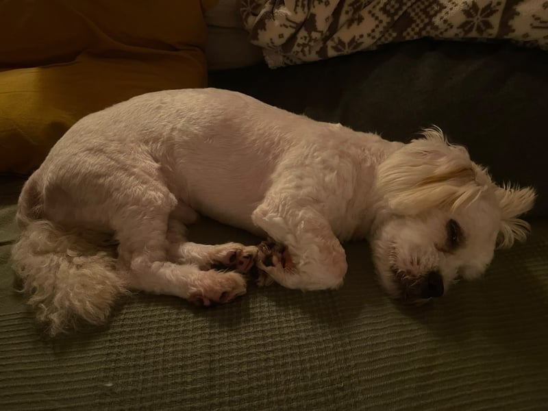 BOB, kleiner Pudel-Mix, Pflegestelle Frankfurt, 1,5 Jahre, 25 cm, Tierschutz Rumänien