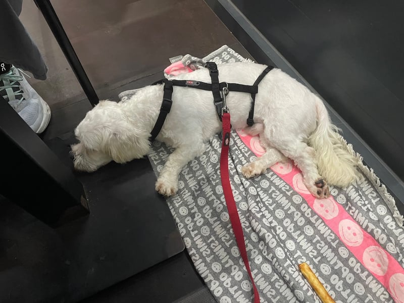 BOB, kleiner Pudel-Mix, Pflegestelle Frankfurt, 1,5 Jahre, 25 cm, Tierschutz Rumänien