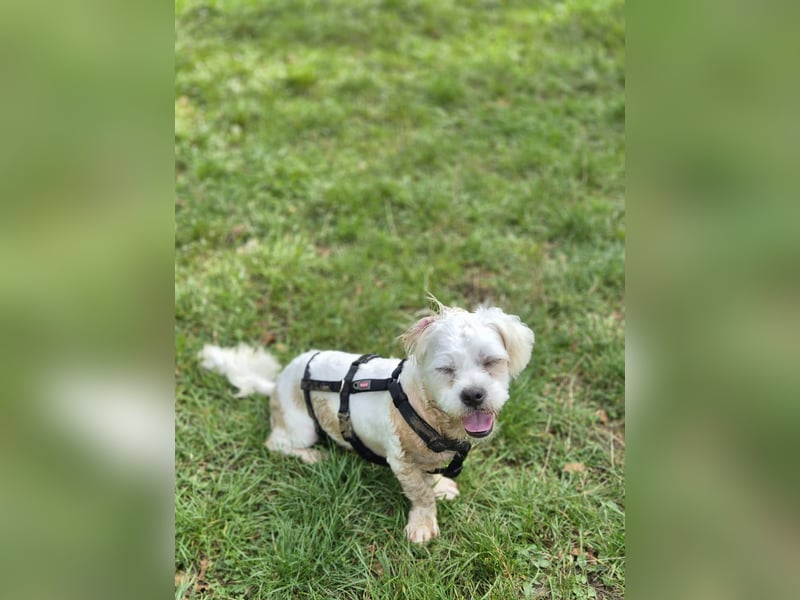 BOB, kleiner Pudel-Mix, Pflegestelle Frankfurt, 1,5 Jahre, 25 cm, Tierschutz Rumänien