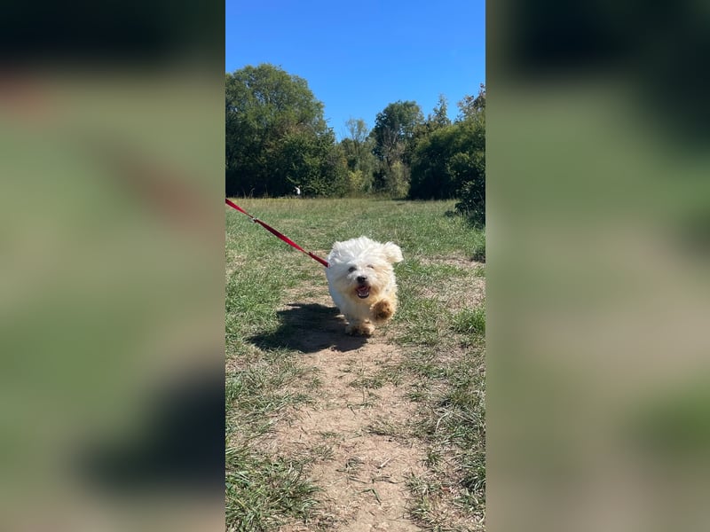BOB, kleiner Pudel-Mix, Pflegestelle Frankfurt, 1,5 Jahre, 25 cm, Tierschutz Rumänien