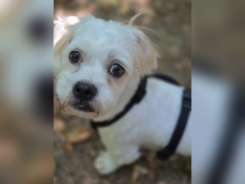 BOB, kleiner Pudel-Mix, Pflegestelle Frankfurt, 1,5 Jahre, 25 cm, Tierschutz Rumänien