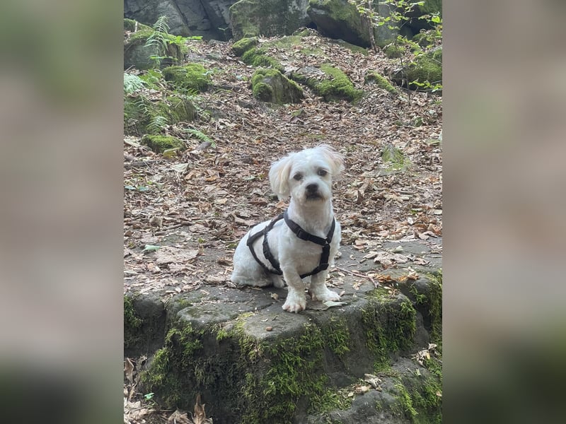 BOB, kleiner Pudel-Mix, Pflegestelle Frankfurt, 1,5 Jahre, 25 cm, Tierschutz Rumänien