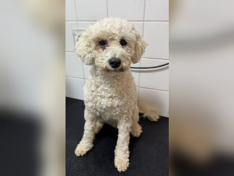 Fee sucht ihr Zuhause