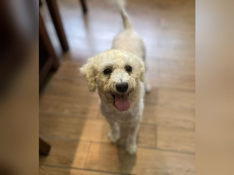 Fee sucht ihr Zuhause