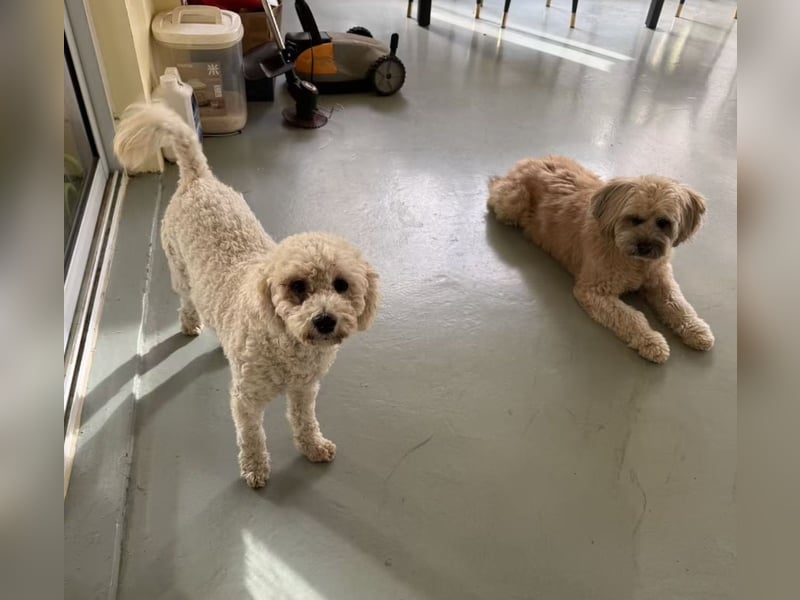 Fee sucht ihr Zuhause