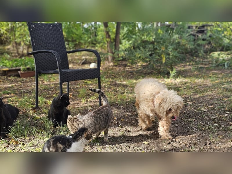 Krempita wurde nicht gut behandelt