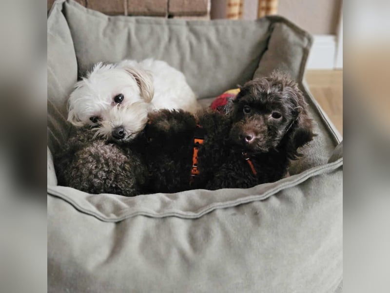 Juria ist klug, charmant und sensibel (45739 Oer-Erkenschwick)