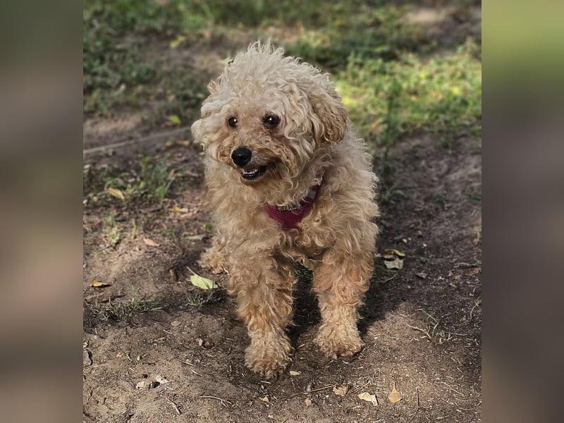 Krempita wurde nicht gut behandelt