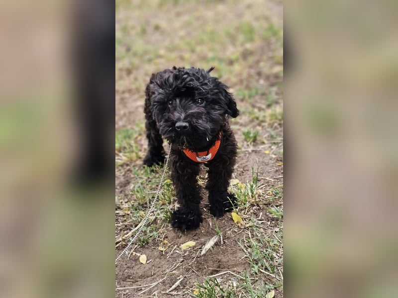 Loona ist neugierig und liebenswert