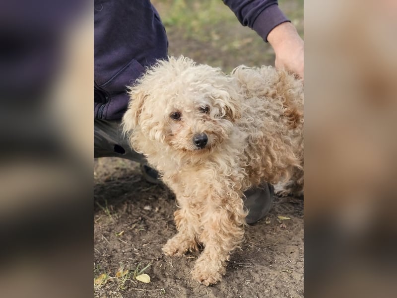 Krempita wurde nicht gut behandelt