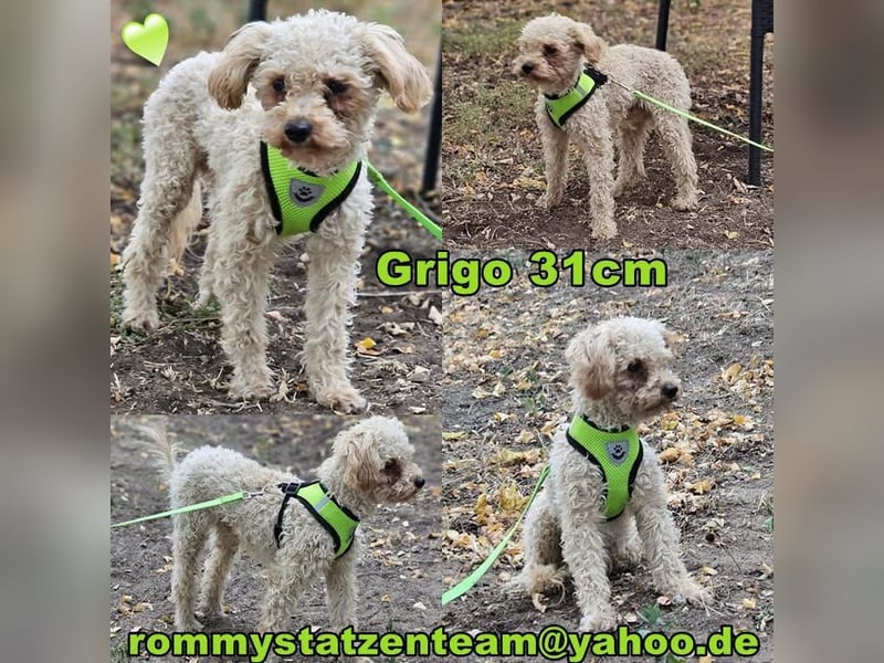 Grigo hat einen guten und cleveren Charakter