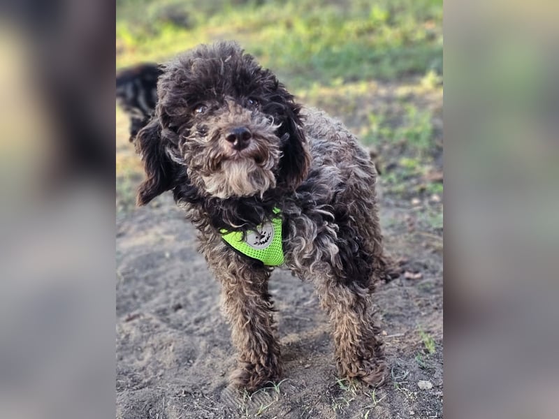 Smokey sucht ein ländliches Zuhause