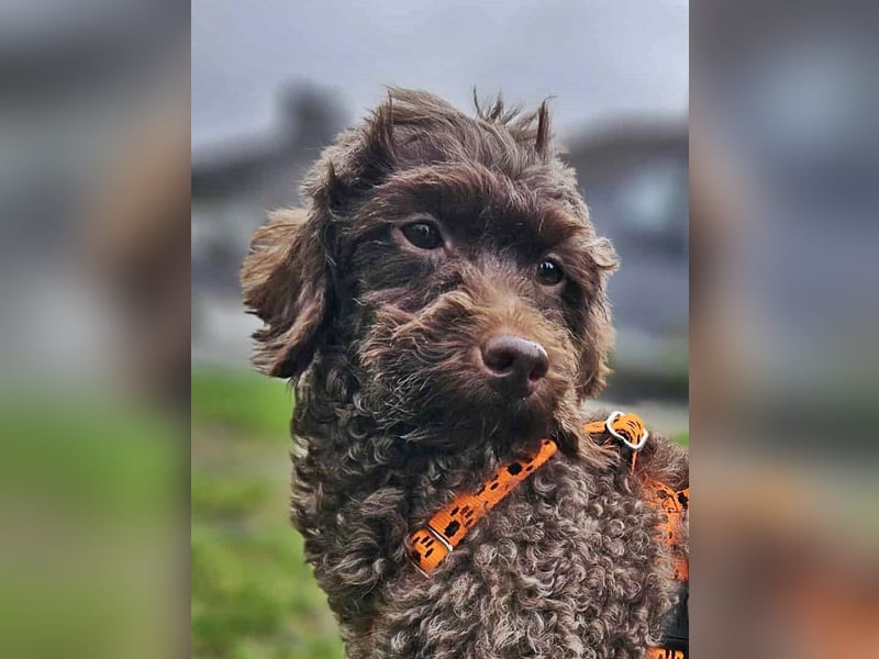 Juria ist klug, charmant und sensibel (45739 Oer-Erkenschwick)