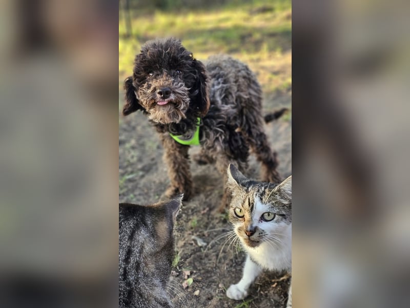 Smokey sucht ein ländliches Zuhause