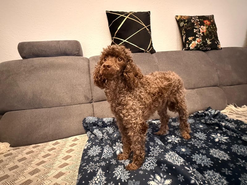 Juria ist klug, charmant und sensibel (45739 Oer-Erkenschwick)