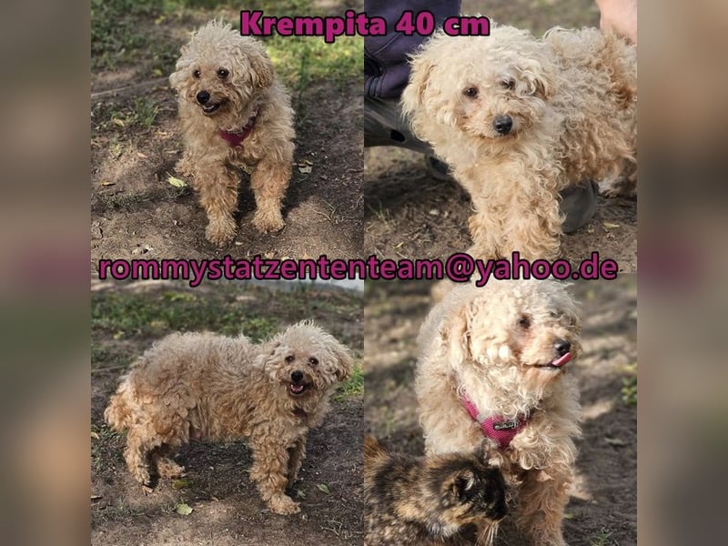 Krempita wurde nicht gut behandelt