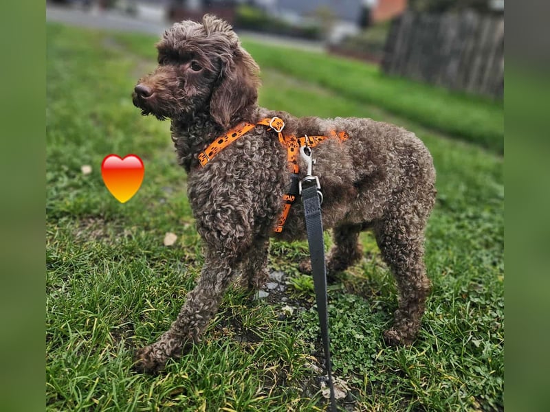 Juria ist klug, charmant und sensibel (45739 Oer-Erkenschwick)