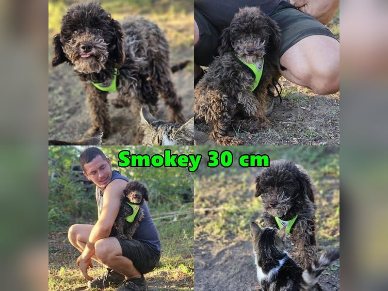 Smokey sucht ein ländliches Zuhause