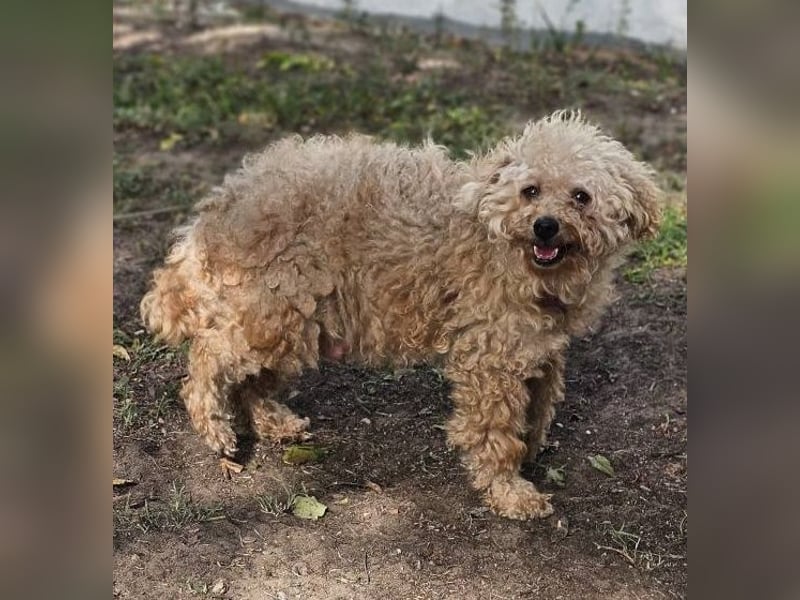 Krempita wurde nicht gut behandelt