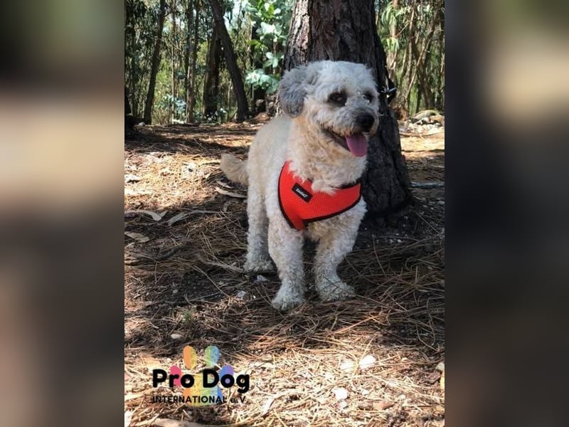 Pepe auf Pflegestelle