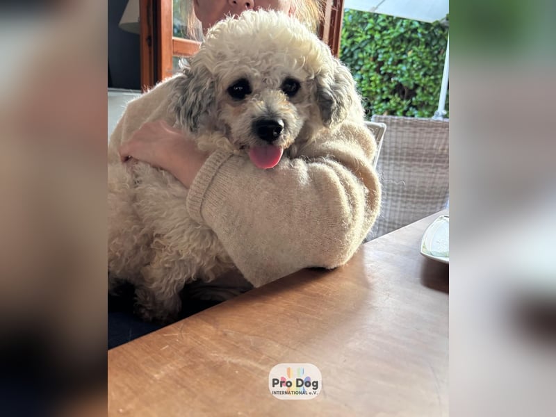 Pepe auf Pflegestelle