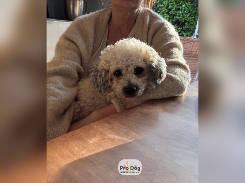 Pepe auf Pflegestelle