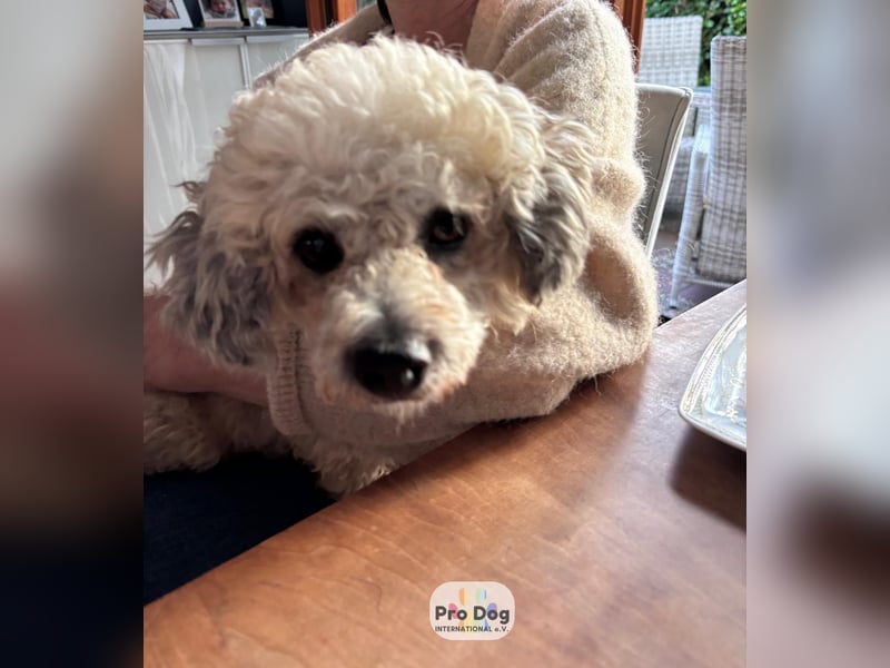 Pepe auf Pflegestelle