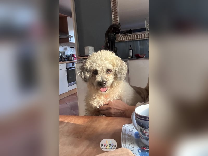 Pepe auf Pflegestelle