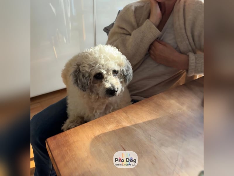 Pepe auf Pflegestelle