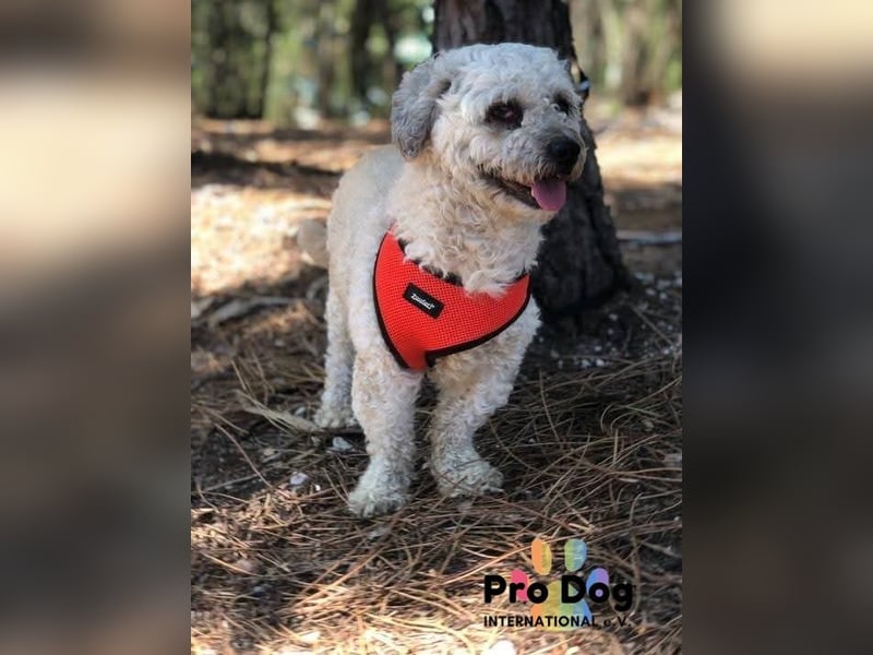 Pepe auf Pflegestelle