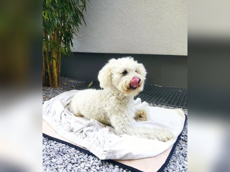 ROCKY (Aufenthaltsort: 50996 Köln)