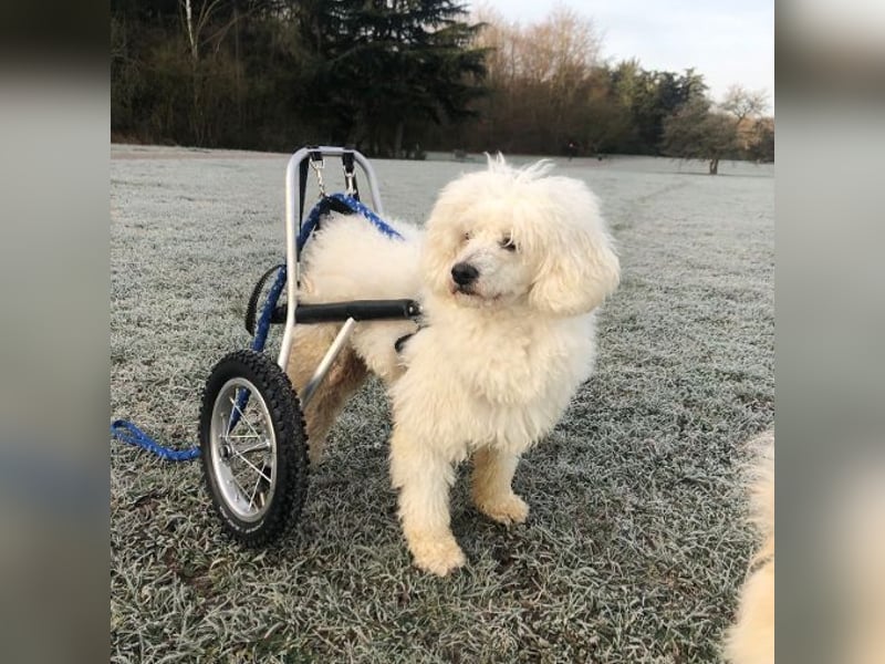 ROCKY (Aufenthaltsort: 50996 Köln)