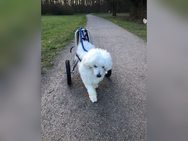 ROCKY (Aufenthaltsort: 50996 Köln)