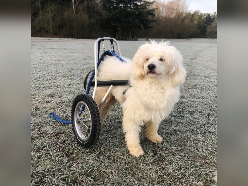 ROCKY (Aufenthaltsort: 50996 Köln)