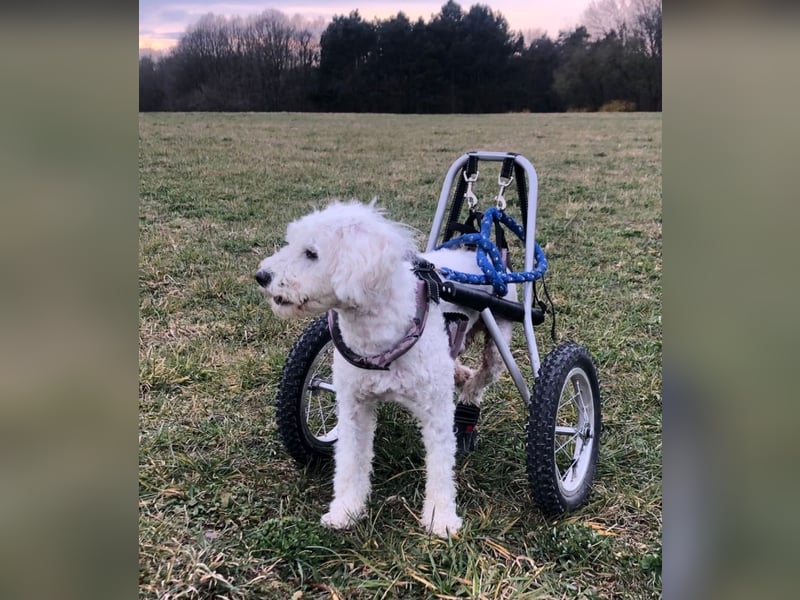 ROCKY (Aufenthaltsort: 50996 Köln)