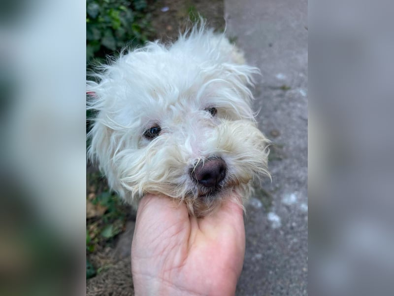 BALOU - liebevoller Hundebub