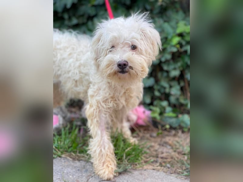 BALOU - liebevoller Hundebub