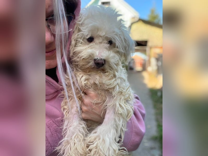 BALOU - liebevoller Hundebub