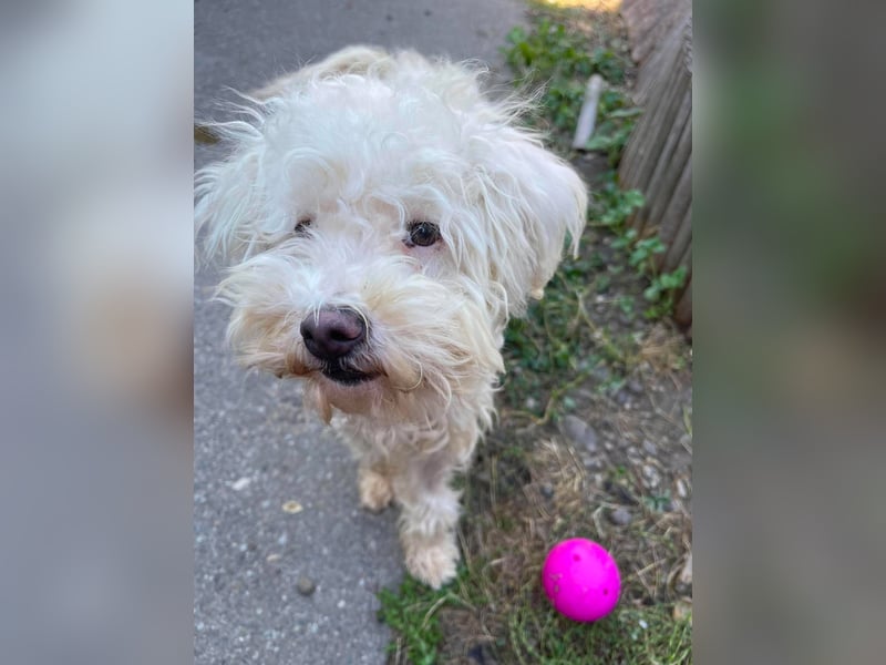 BALOU - liebevoller Hundebub