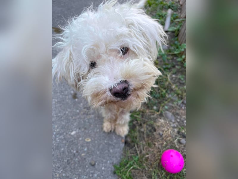 BALOU - liebevoller Hundebub