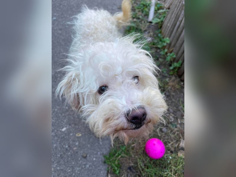 BALOU - liebevoller Hundebub