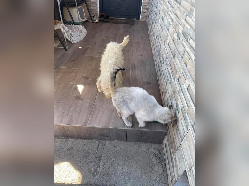 BALOU - liebevoller Hundebub