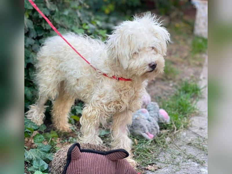 BALOU - liebevoller Hundebub