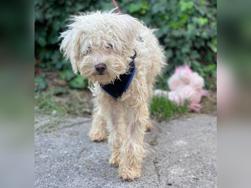 BALOU - liebevoller Hundebub