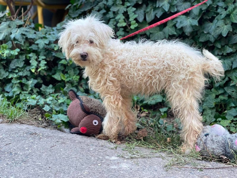 BALOU - liebevoller Hundebub