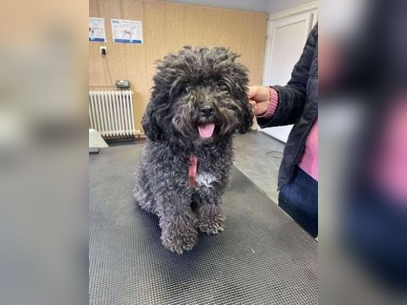 Picture, kleiner Mini Pudel ist bereit für dich